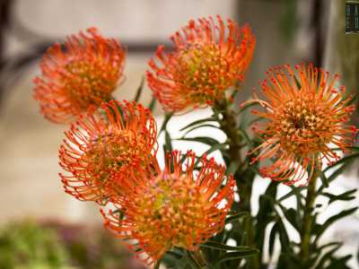 ...vorrei citare il nutan, un bellissimo fiore esotico color arancio che esprime affetto. Perch� � proprio questo il bello del nostro mestiere: vivere ogni giorno offrendo al mondo profumi, colori ed emozioni�